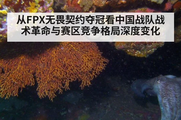 从FPX无畏契约夺冠看中国战队战术革命与赛区竞争格局深度变化